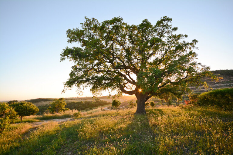 Chêne-liège (Quercus suber) au soleil du soir, Alentejo Portugal